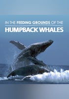 The Fascinating World of the Humpback Whales