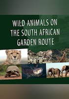 Wild Animals in South Africa: Rescue Centres Along the Garden Route