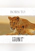 Amazing Nature: Born to Hunt - Kill to Survive