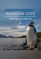 South Georgia - Island of the Penguins