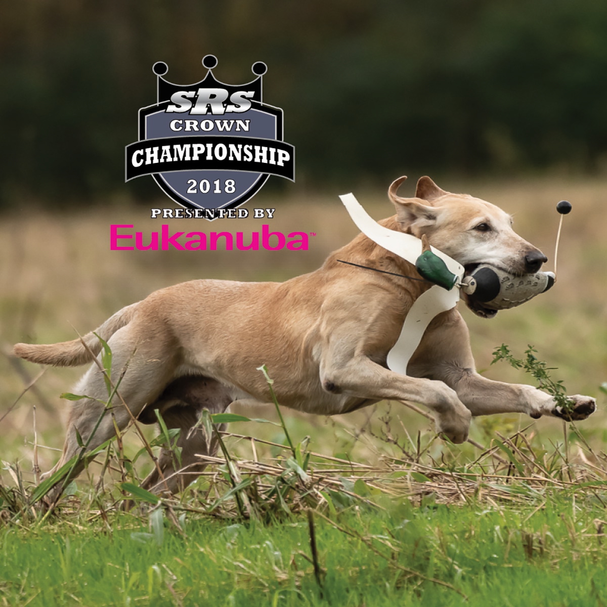 The Super Retriever Series Crown Championship