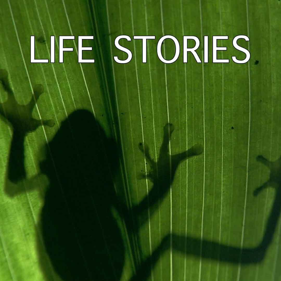 Life Stories