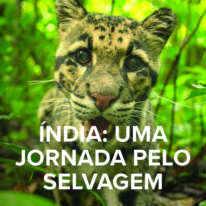 Índia: Uma Jornada Pelo Selvagem