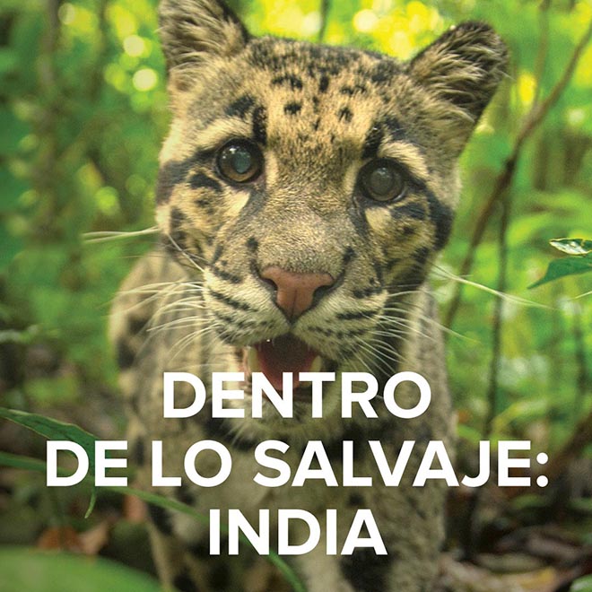 Dentro de lo salvaje: India