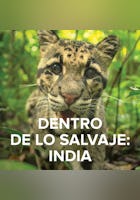 Dentro de lo salvaje: India