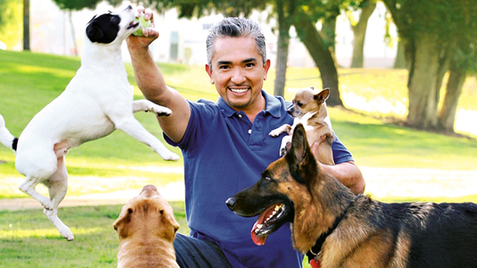 The Dog Whisperer Watch Free On Pluto Tv United Kingdom The Dog Whisperer Watch Free On Pluto Tv United Kingdom