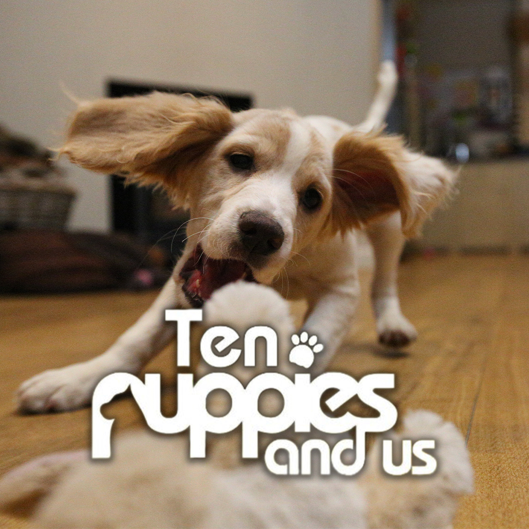 10 Puppies And Us
