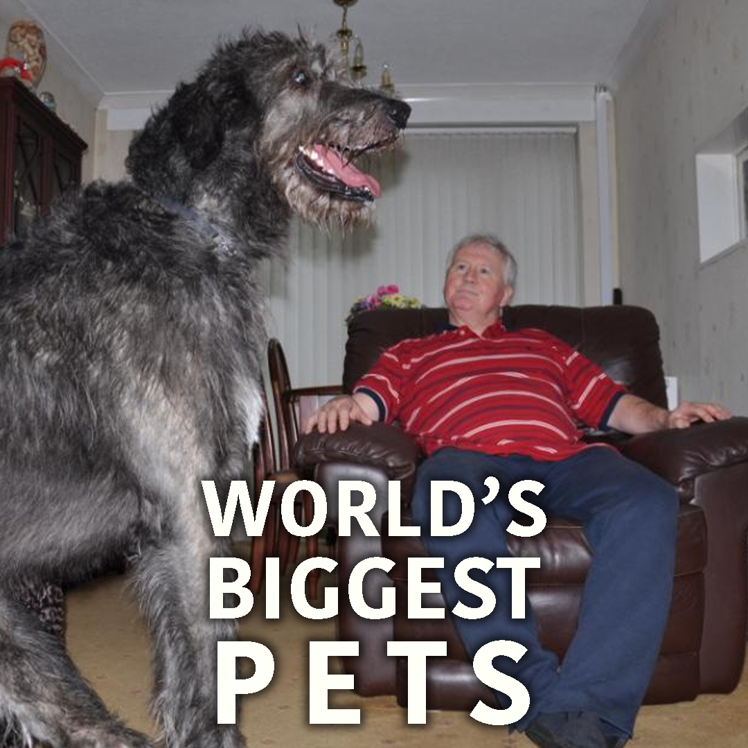 World's Biggest Pets