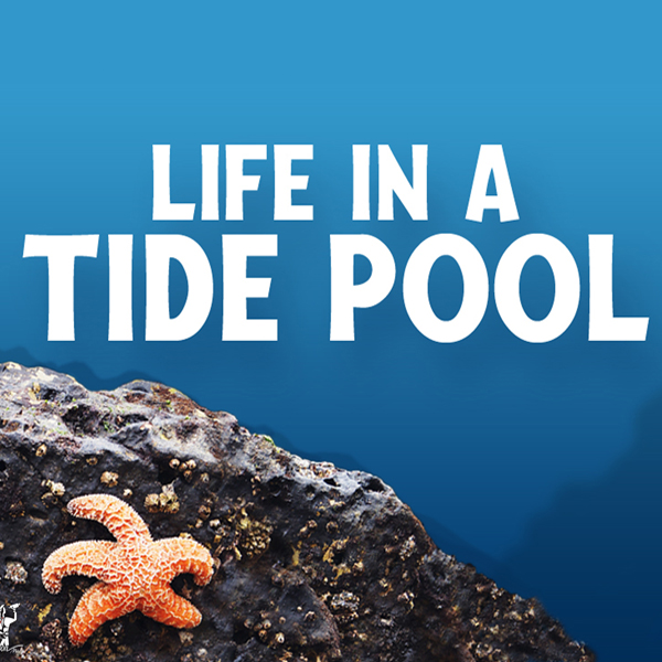 Life In A Tide Pool