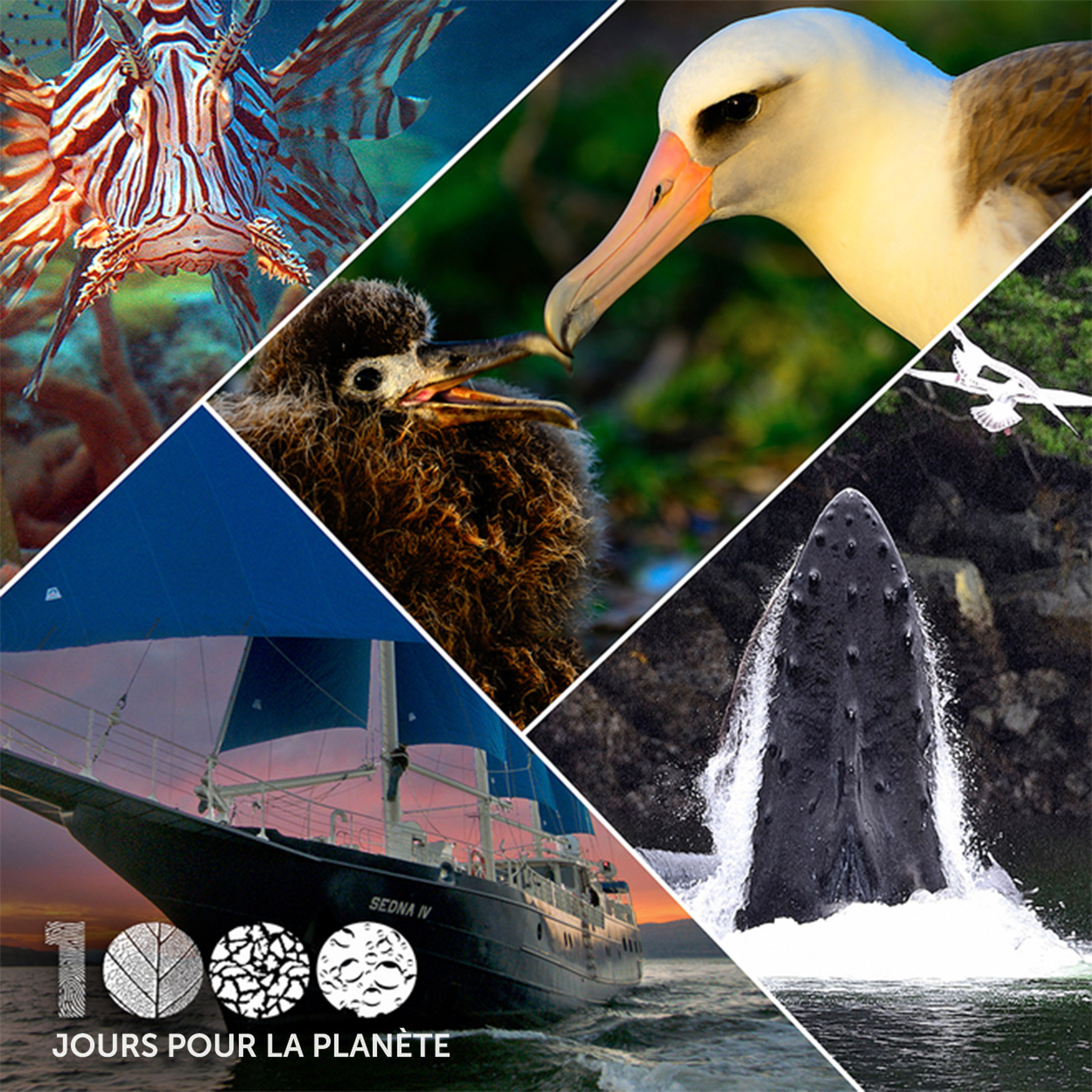 1 000 jours pour la planète