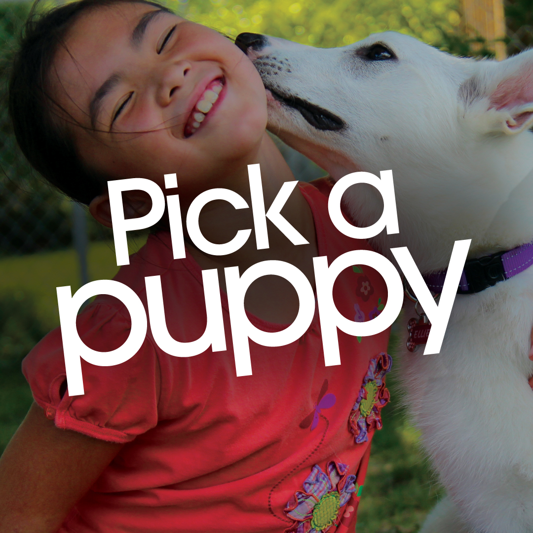 Pick a Puppy