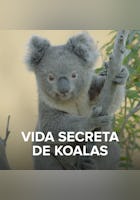 Vida Secreta de Koalas