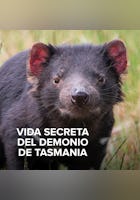 Vida Secreta del Demonio de Tasmania