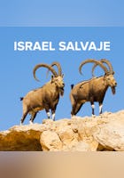 Israel Salvaje