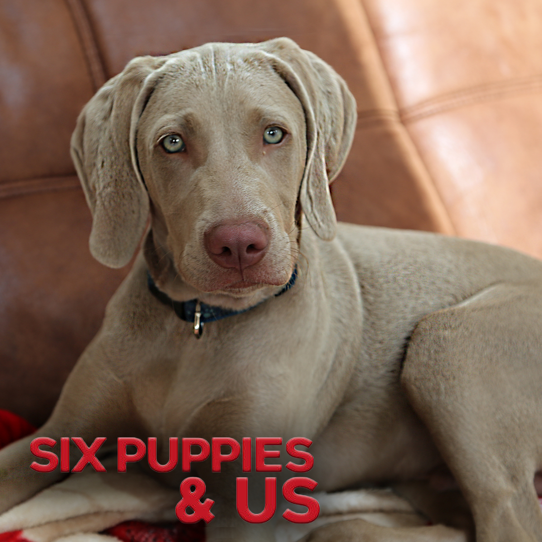 6 Puppies And Us