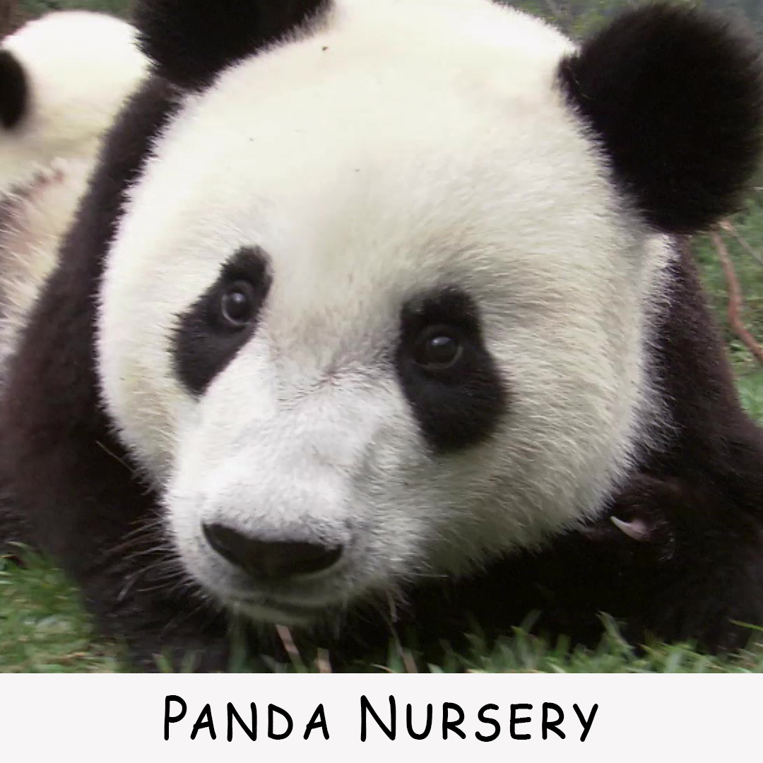 Panda Nursery