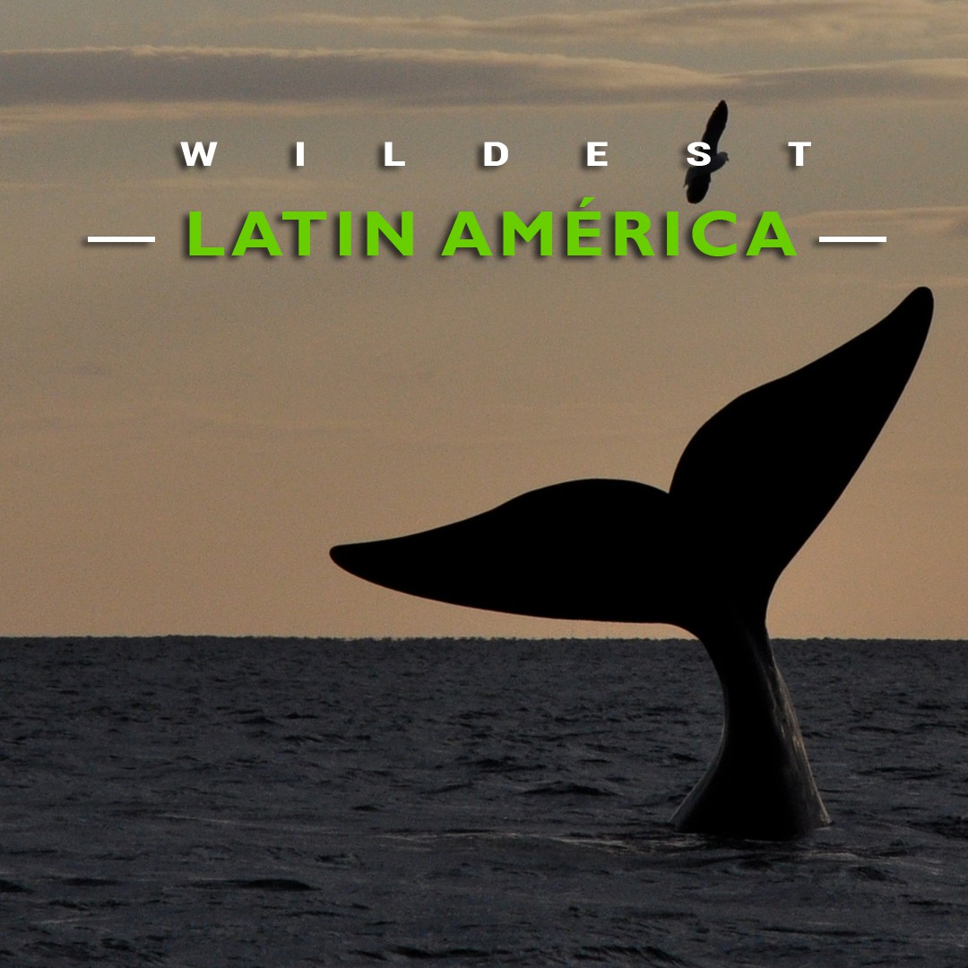 América Latina Selvagem