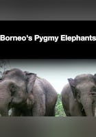 Borneo's Pygmy Elephants