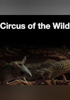 Circus Of The Wild