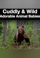 Tiernos y salvajes: Animales bebés adorables