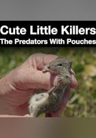 Tiernos y pequeños asesinos: Los depredadores
