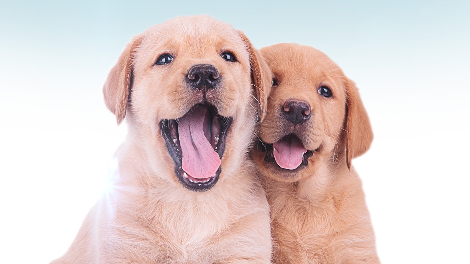 America\'s Cutest Puppies - Watch Free on Pluto TV United States