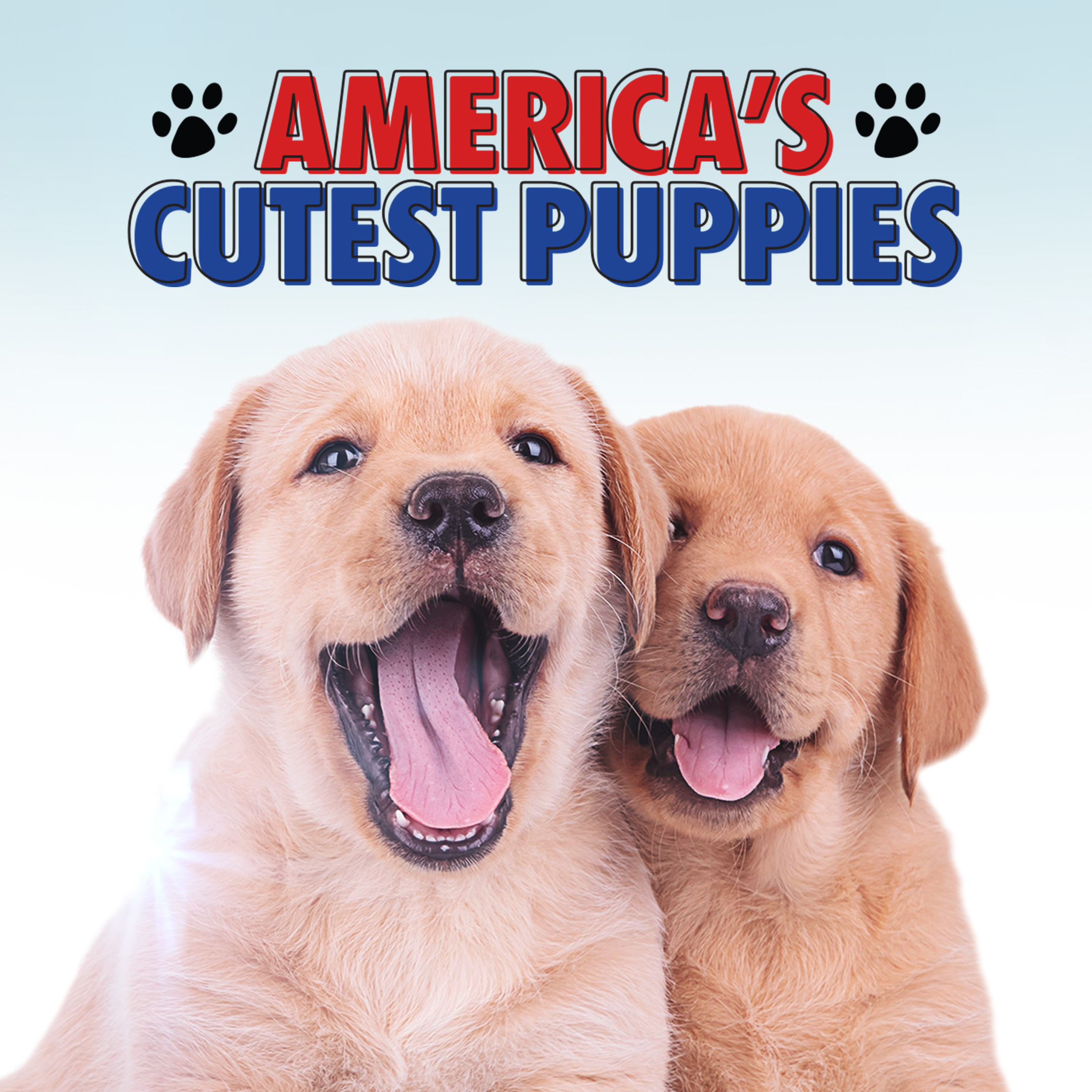 America's Cutest Puppies (AMC)
