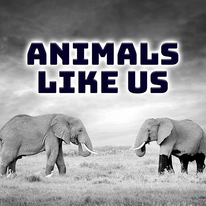 Animals Like Us