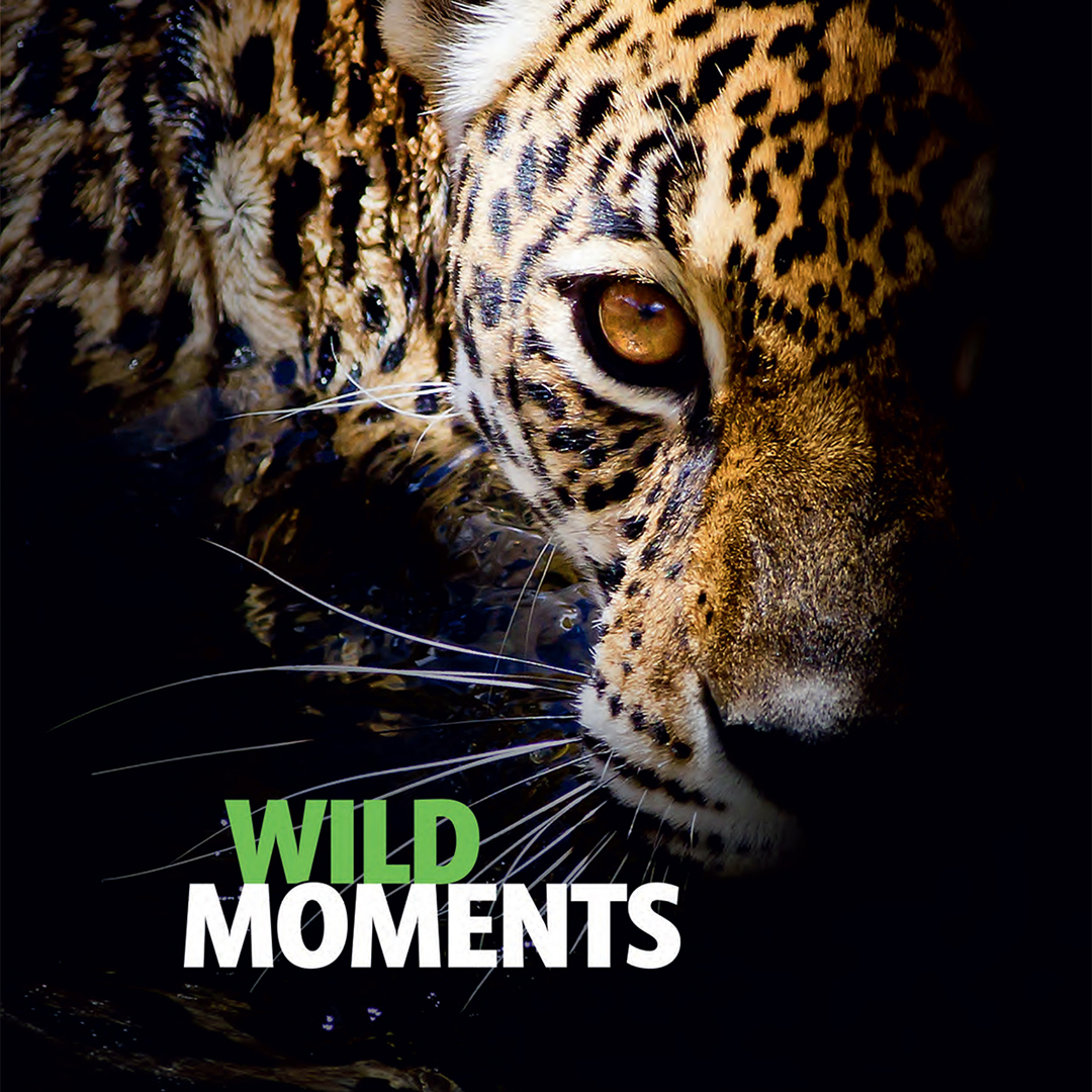 Wild Moments