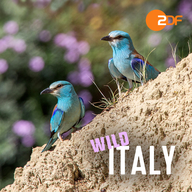 Wild Italy
