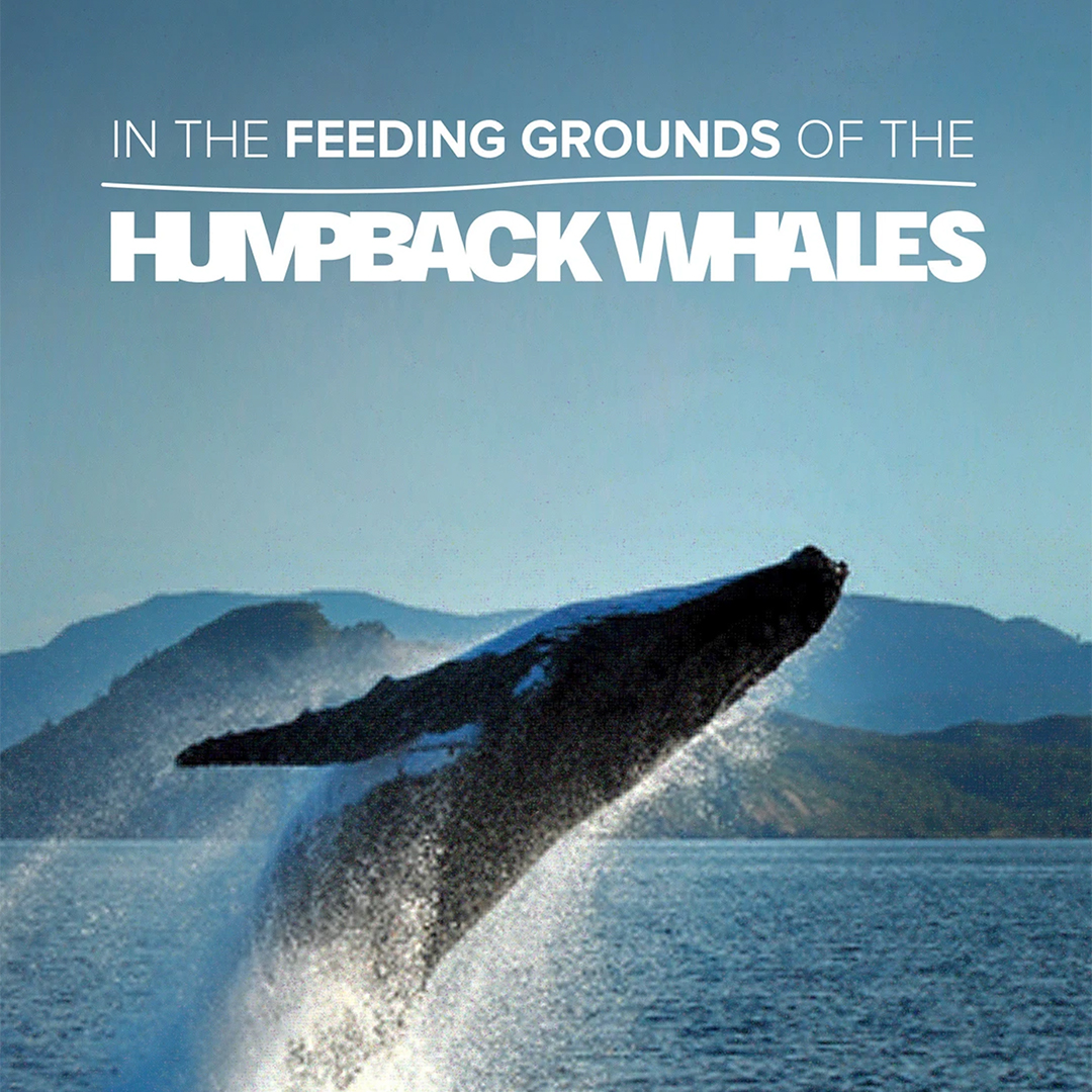 In the Feeding Grounds of the Humpback Whales