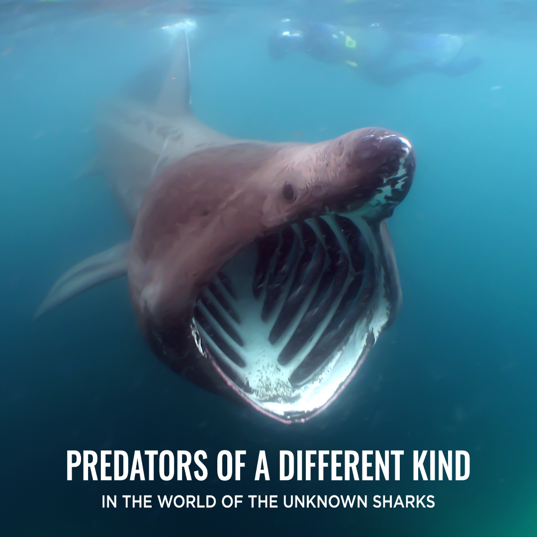 Predators of a Different Kind - In the World of the Unknown Sharks