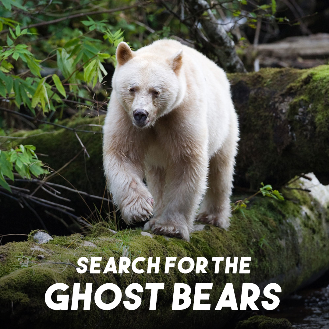 Search for the Ghost Bears