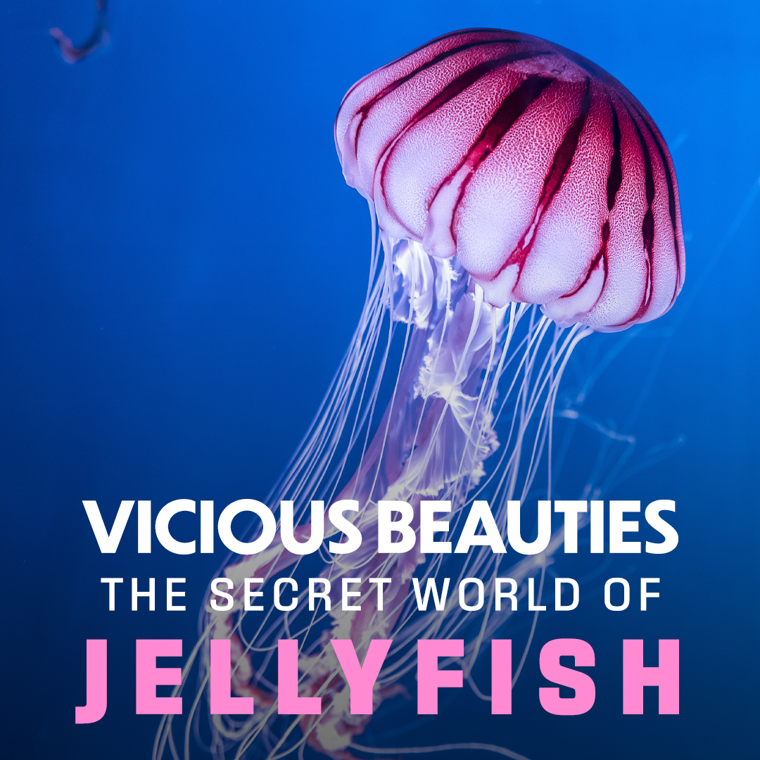 Vicious Beauties - The Secret World of Jellyfish