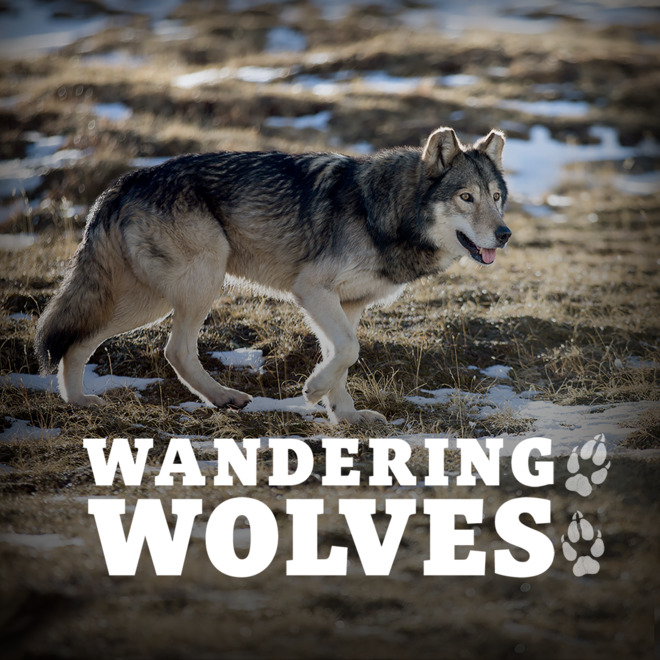 Wandering Wolves