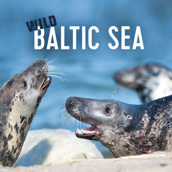 Wild Baltic Sea