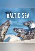 Wild Baltic Sea