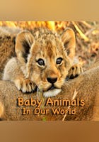 Baby Animals In Our World