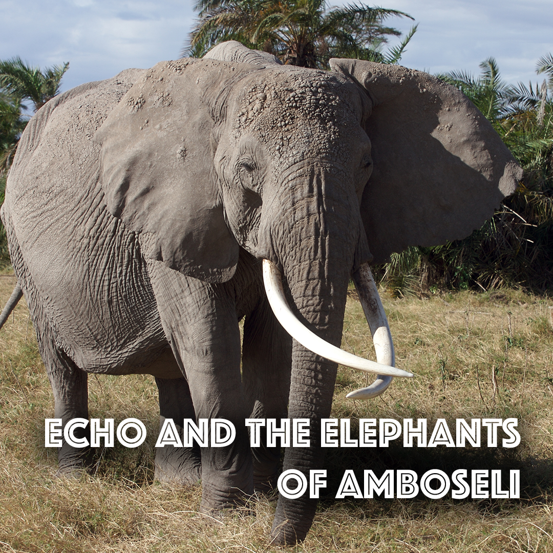 Echo And The Elephants Of Amboseli