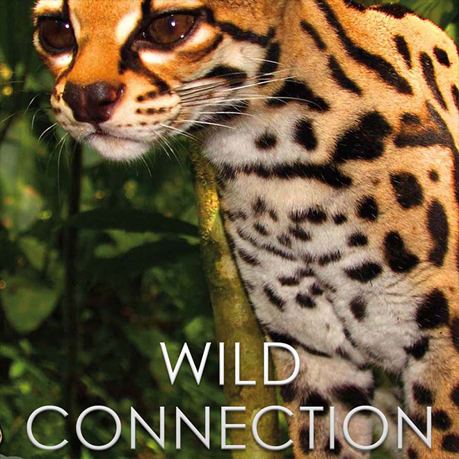 Wild Connection