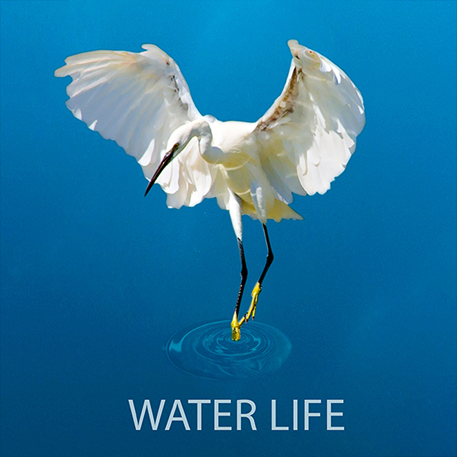Waterlife