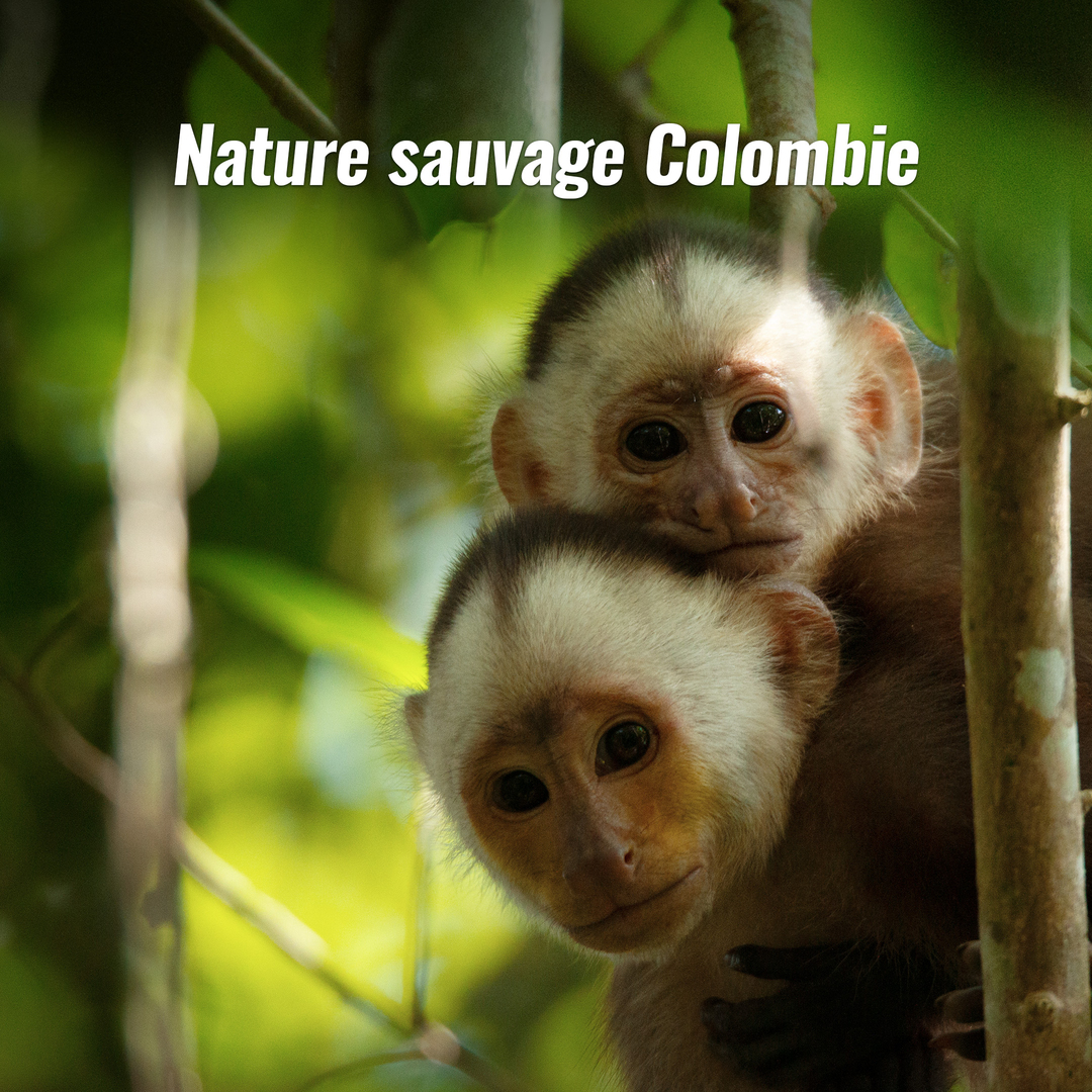 Nature sauvage : Colombie