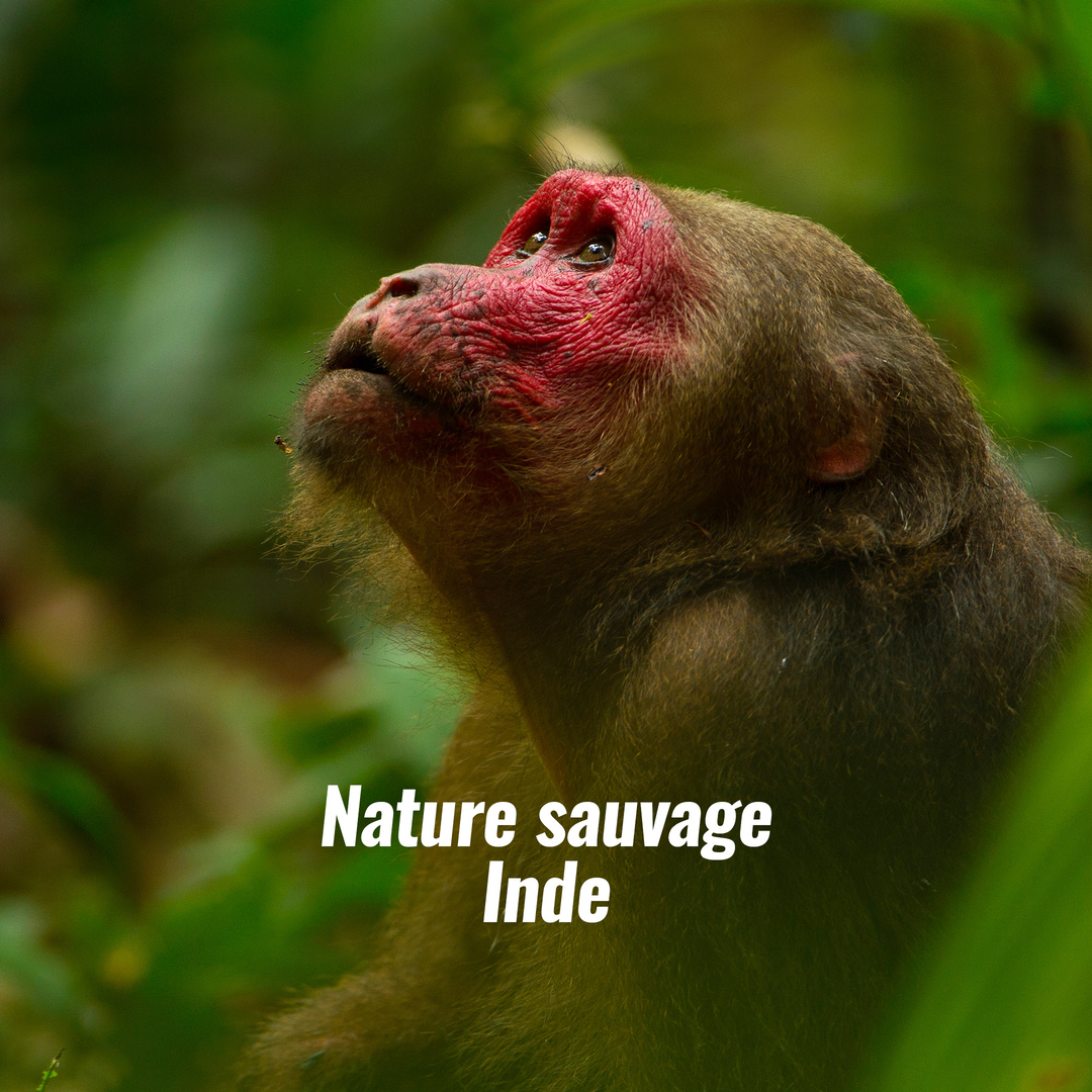 Nature sauvage : Inde