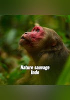 Nature sauvage : Inde