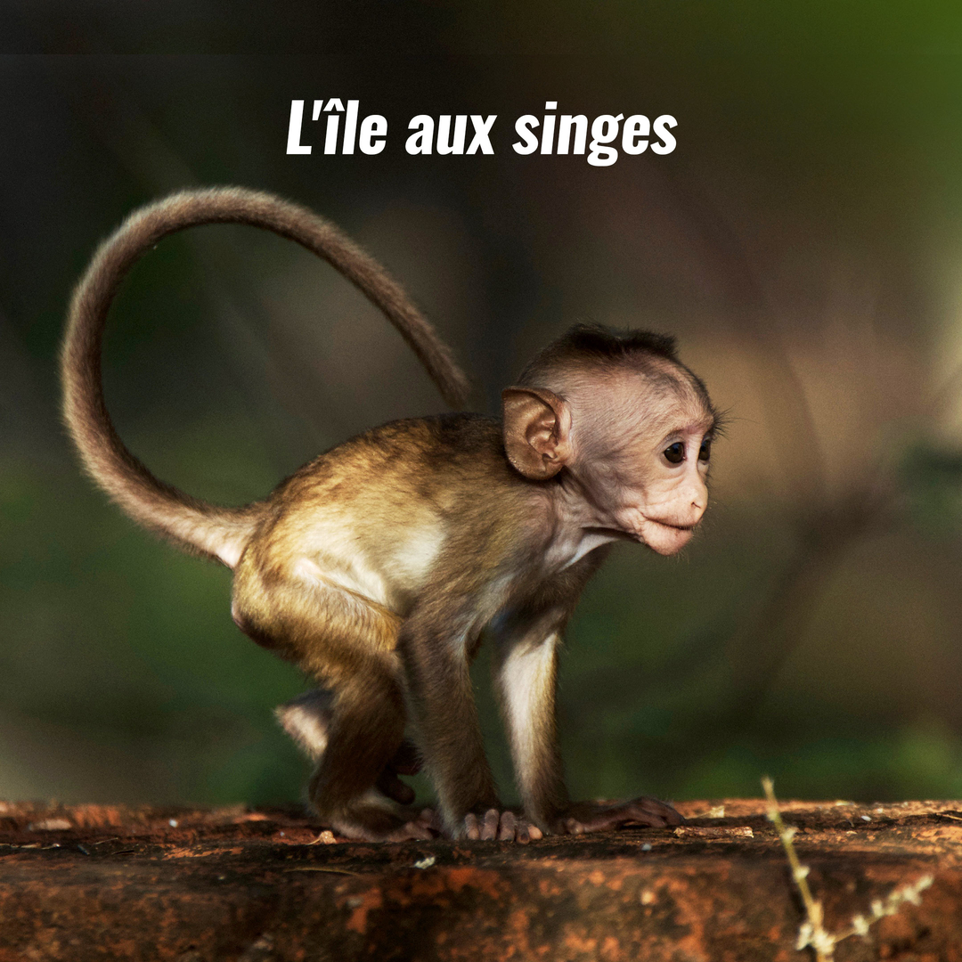 L'île aux singes
