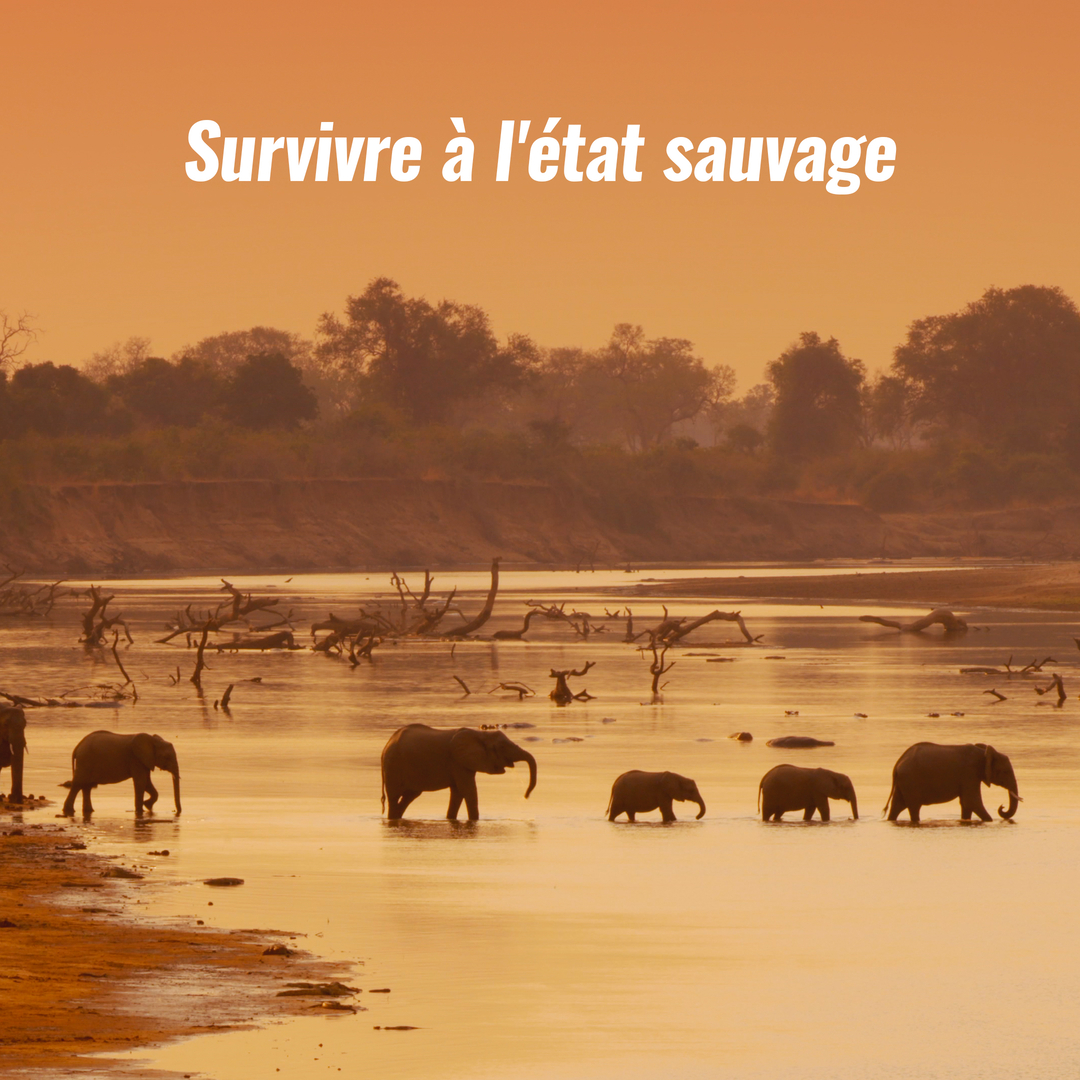 Survivre à l'état sauvage