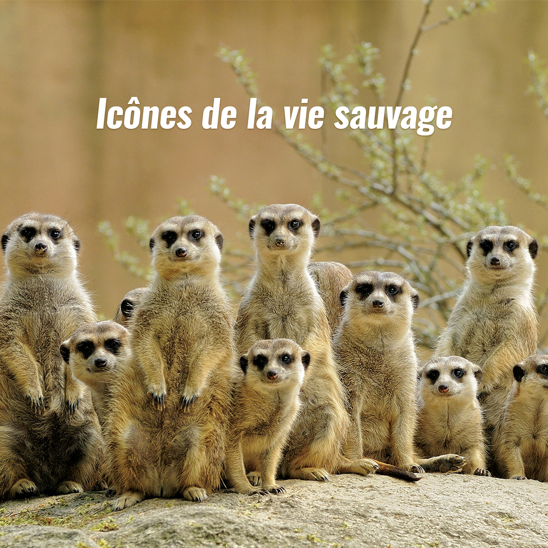 Icônes de la vie sauvage