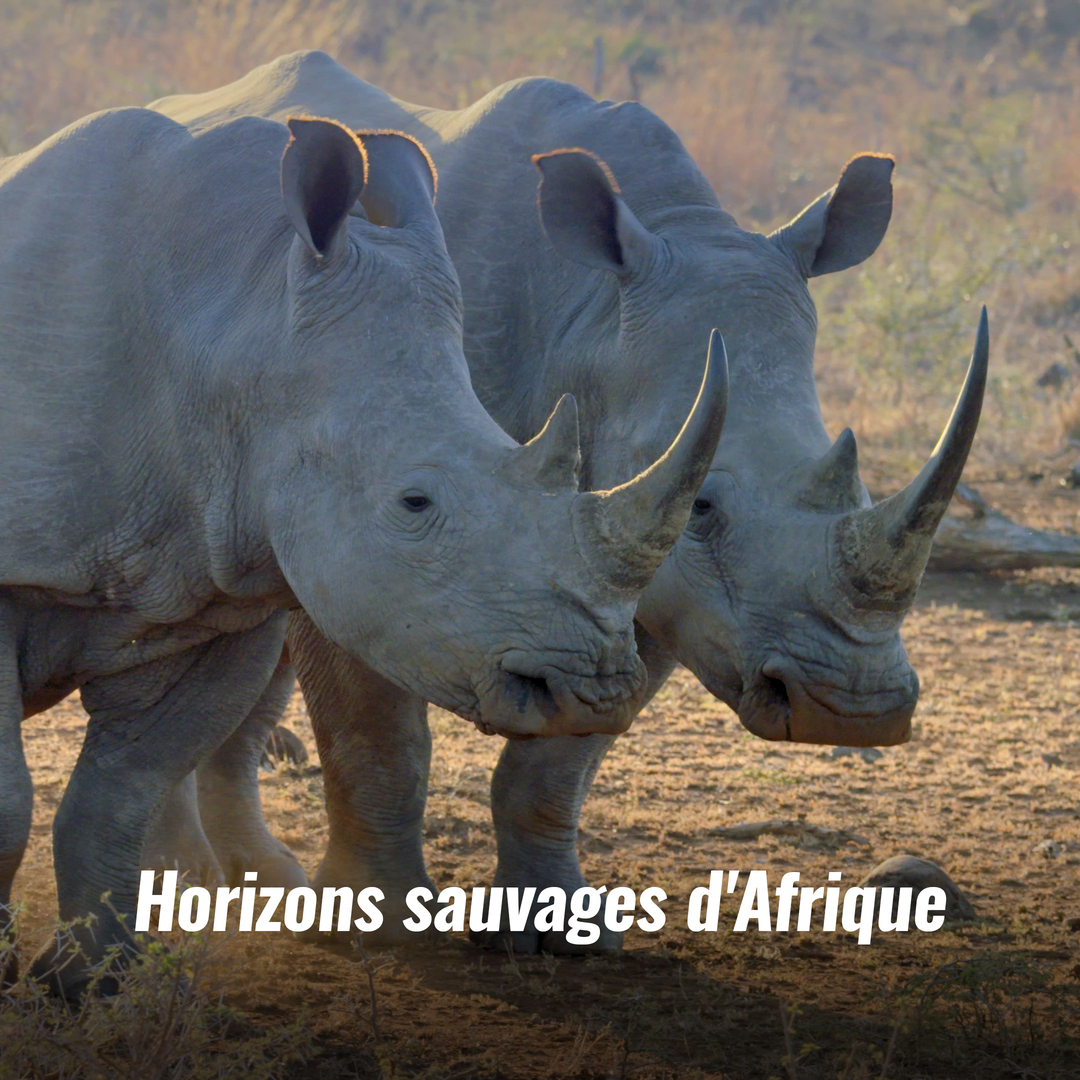 Horizons sauvages d'Afrique