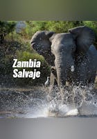 Zambia Salvaje