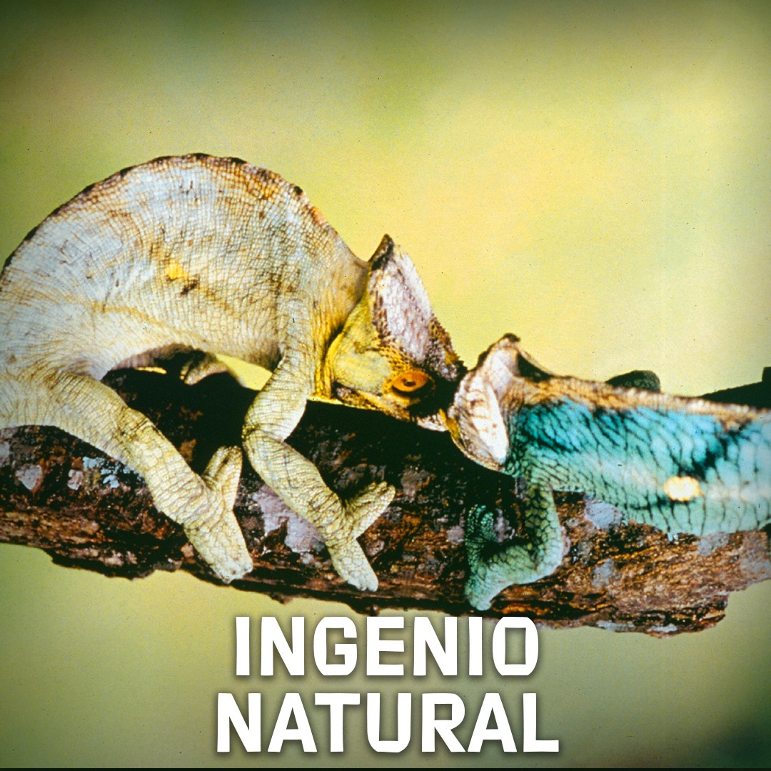 Ingenio Natural